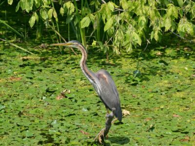 "CARSKA BARA" SPECIAL NATURE RESERVE