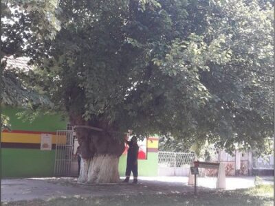 SPOMENIK PRIRODE „BELI DUD U BELOM BLATU“
