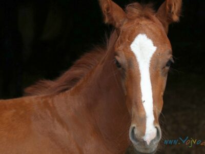 HORSE BREEDING MUSEUM - Zobnatica