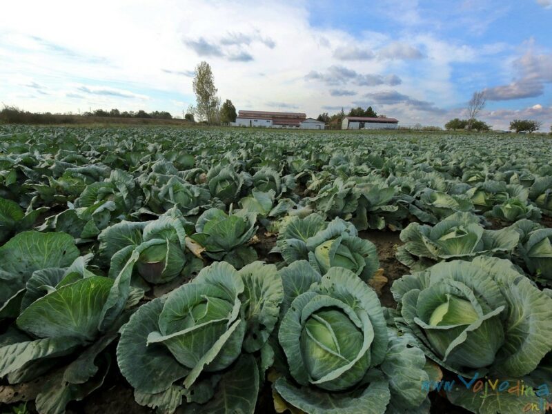 XXVI KUPUSIJADA (CABBAGE FESTIVAL) - Futog