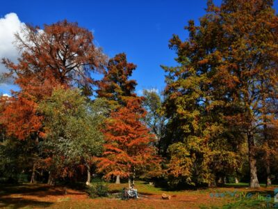 FUTOŠKI PARK - Novi Sad