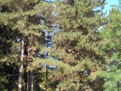 IZLETIŠTE ZMAJEVAC - Fruška gora