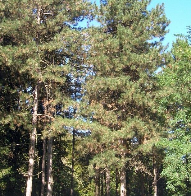 IZLETIŠTE ZMAJEVAC - Fruška gora