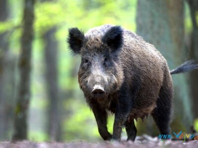 LOVIŠTE "KAMARIŠTE" Odžaci - JP "Vojvodinašume"