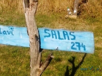PLAVI SALAŠ - Čenej