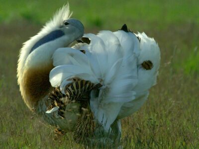 SPECIAL NATURE RESERVE "MEADOWS OF GREAT BUSTARD" - Mokrin