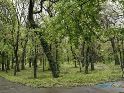 SPOMENIK PRIRODE "STARI PARK" - Temerin