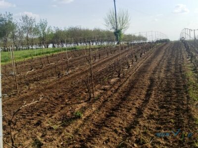 УДРУЖЕЊЕ ВИНОГРАДАРА И ВИНАРА "РИЂИЧКИ ВИНОГРАДИ" - РИЂИЦА