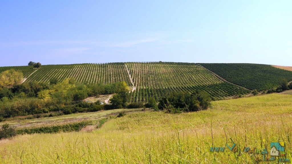 THE WINERY “BELO BRDO” – Čerević