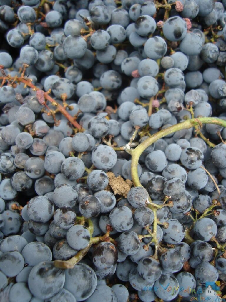 WINERY “MILISAVLJEVIĆ” – Kula