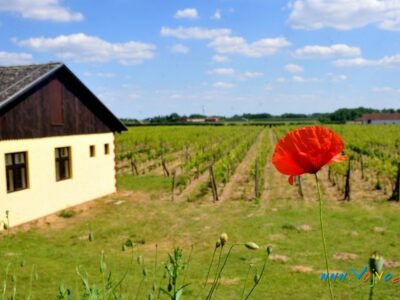 ВИНАРИЈА "ТОНКОВИЋ" - Бачки Виногради