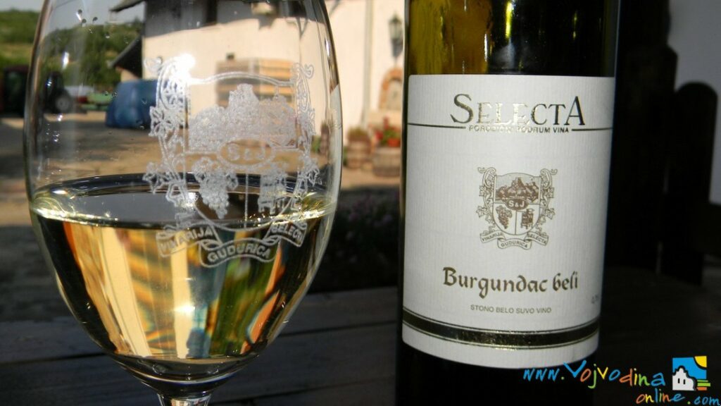 WINE CELLAR “SELECTA” – Gudurica